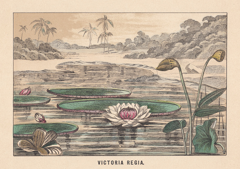 Victoria amazonica (formerly Victoria Regia), named after the british queen Victoria. It is the largest waterlily in the world. Hand-colored lithograph, published in 1891.