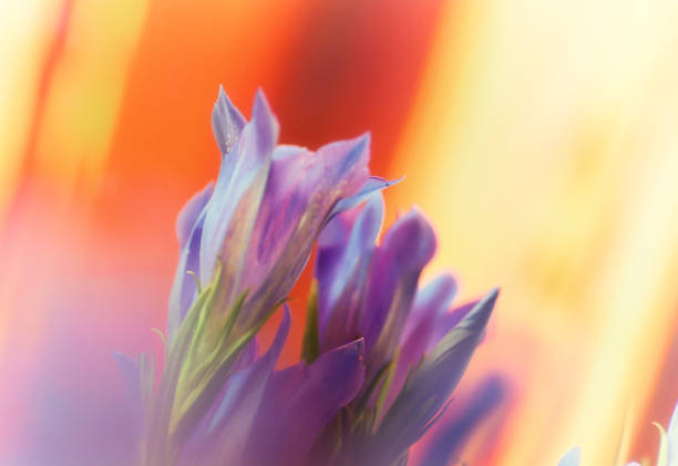 istock Gentiana pneumontant flower, sea bell background close-up applied filter 874129956