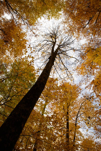 istock Low Angle View Of Trees - Autumn Forest 874132020