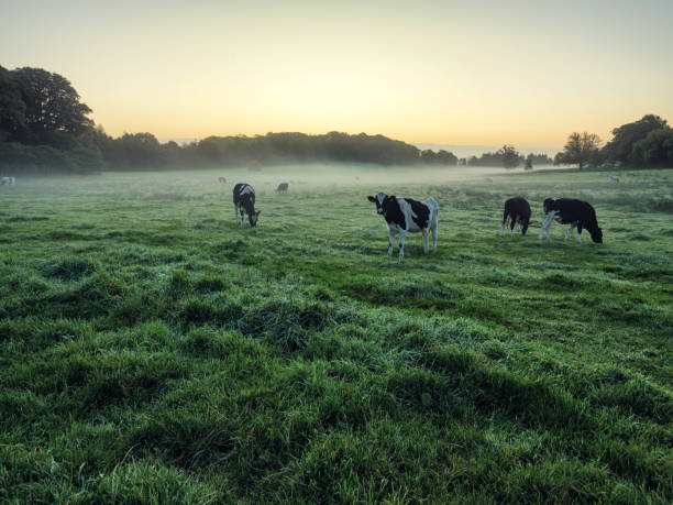 раннее осеннее сельское утро,северная ирландия - northern ireland фотографии стоковые фото и изображения