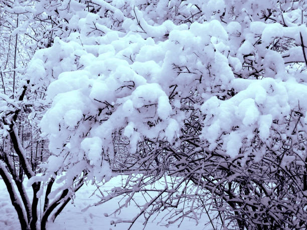 istock fluffy snow caps on the trees of the park 874139718