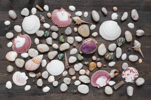 istock Pattern of sea shells and pebble on the wooden boards 874140236