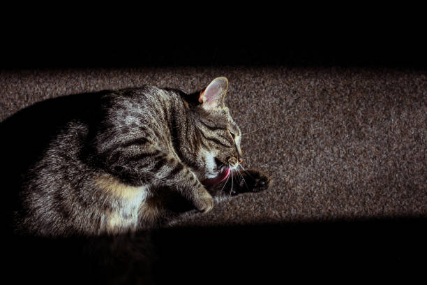 istock Cat enjoys a patch of sun 874145942