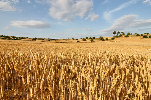 Combine harvester harvesting wheat in agricultural field