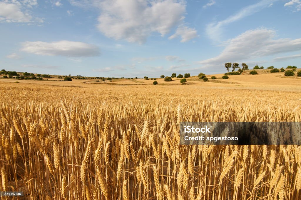 Campos de trigo - Foto de stock de Campo royalty-free