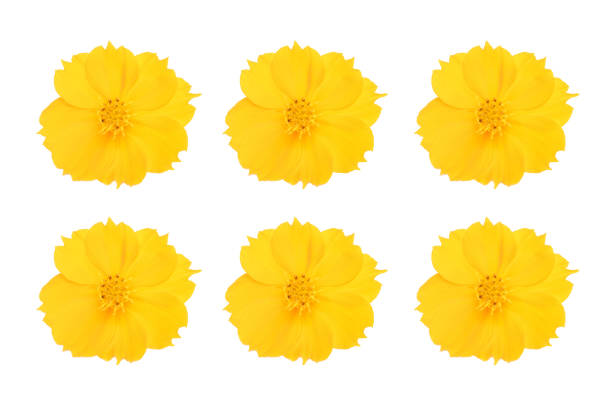 istock Cosmos Yellow Flowers set on white background 874150420