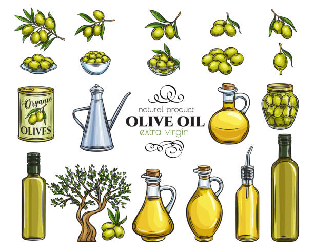 Set vector hand drawn olives, tree branches, glass bottle, jug , metal dispenser and olive oil. Illustration outline in retro sketch style.