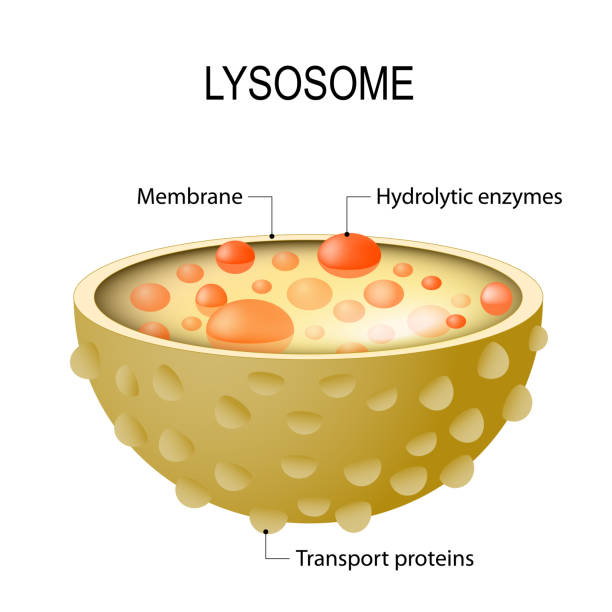 anatomie der lysosomen - enzyme stoffwechsel stock-grafiken, -clipart, -cartoons und -symbole