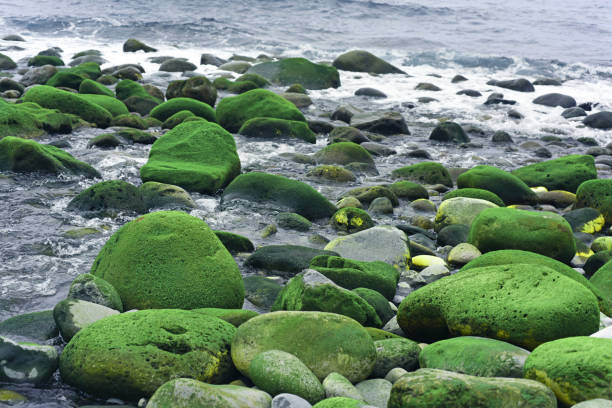 Group of stones near Atlantic ocean coast. On Summer cloudy day.