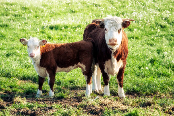 istock Mother Cow w Calf 874156904