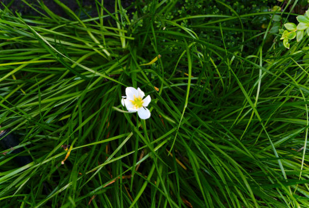 istock Little white and yellow flower 874165750