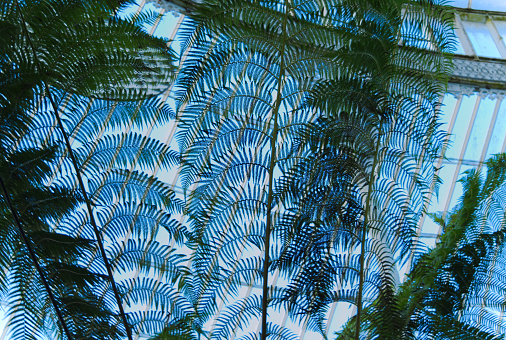 Image of a large indoor palm caught against a high glass roof