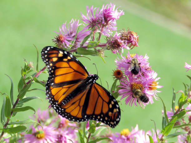 istock Toronto High Park Monarch and bees on wild aster 2017 874168828