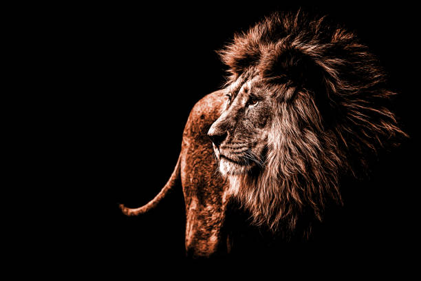 istock a lion portrait in dark orange colours 874169176