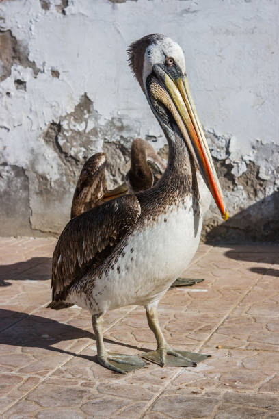 istock Brown peruvian pelicans in Paracas, Peru 874171164