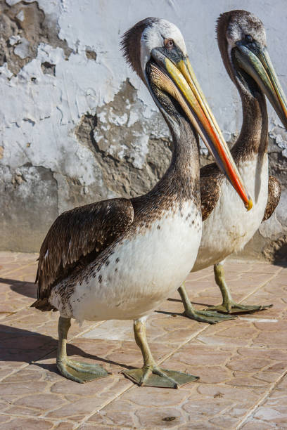 istock Brown peruvian pelicans in Paracas, Peru 874171278
