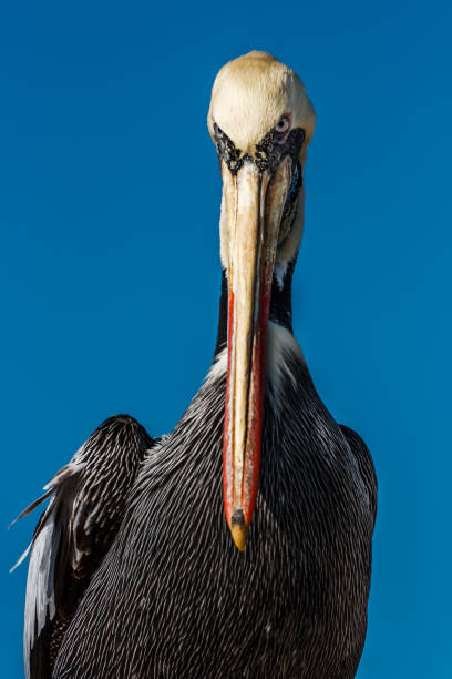 istock Brown peruvian pelican in Paracas, Peru 874171510
