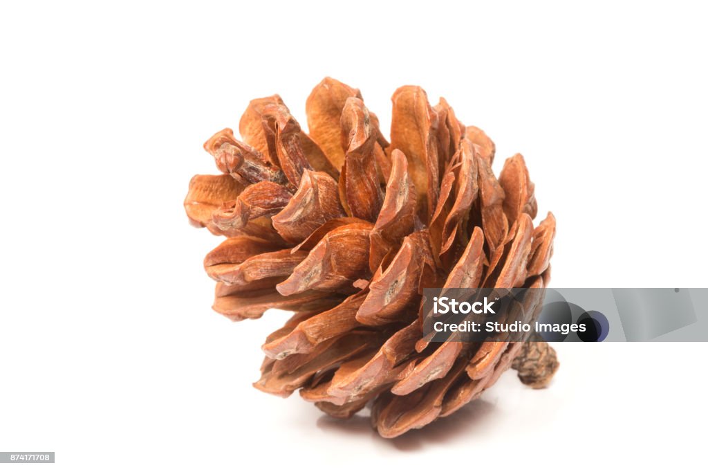 Single pine cone Single pine cone isolated on white background Acorn Stock Photo