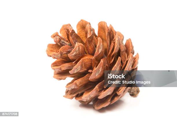 Single Pine Cone Stock Photo - Download Image Now - Acorn, Cut Out, Pine Cone