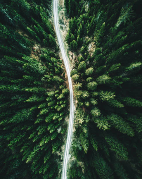 istock summer forest aerial view in switzerland 874172148