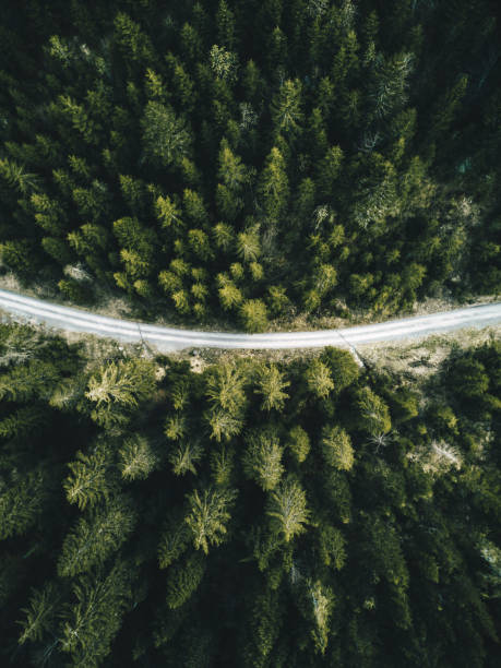 istock summer forest aerial view in switzerland 874172188