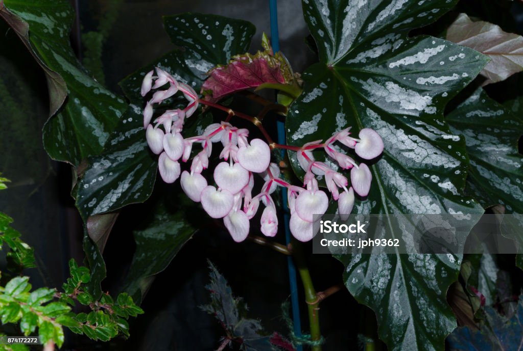 Foto de Begônia Rex Em Flor e mais fotos de stock de Angiospermae -  Angiospermae, Begônia, Branco - iStock