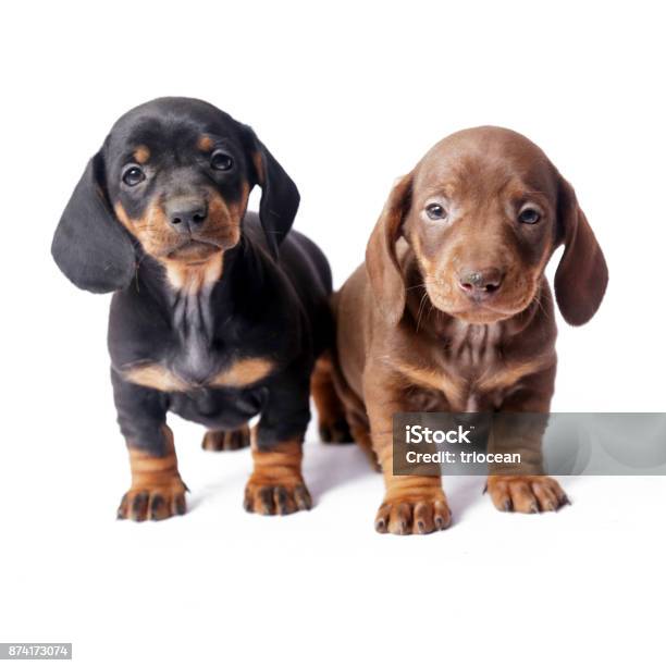 Two Dachshund Puppies On White Background Stock Photo - Download Image Now - Puppy, Dachshund, Cute