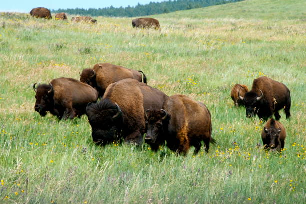 Roaming Bisons There are plenty of bisons at Custer State Park, in South Dakota. They feed very close to the road, and even roam among the cars, what can be a bit scary, since some of them are bigger than the cars. Otherwise, it's a beautiful scene to see so many of them. custer state park stock pictures, royalty-free photos & images
