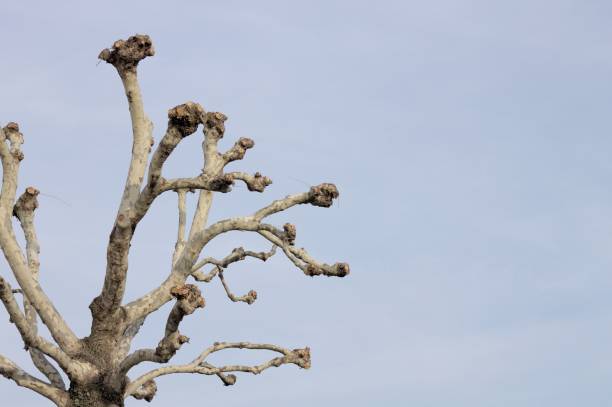 istock Isolated tree, Minimal photo, Autumn season (Fano, Italy) 874176508