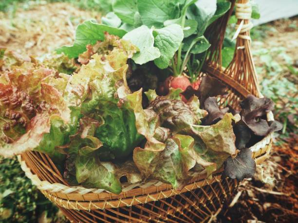 istock Red lettuce in the basket 874179720