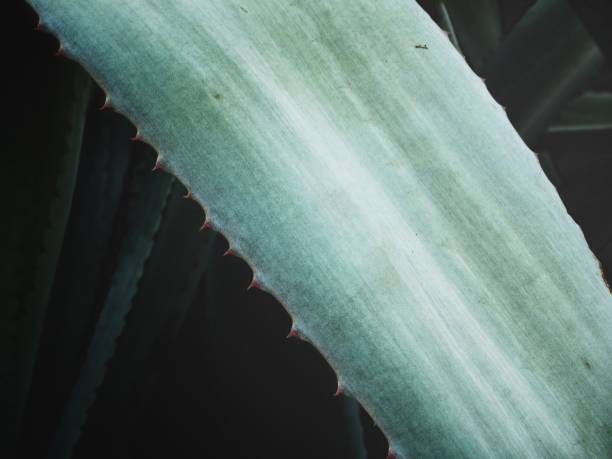 istock Close up of green agave 874179810