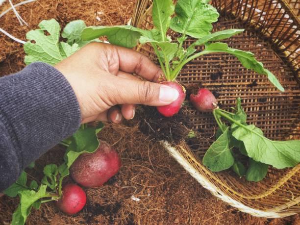 Growing radish on soil with hand