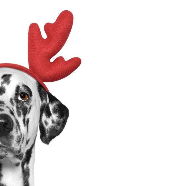 Santa claus dalmatian dog with new year horns and serious face. Isolated on white stock photo