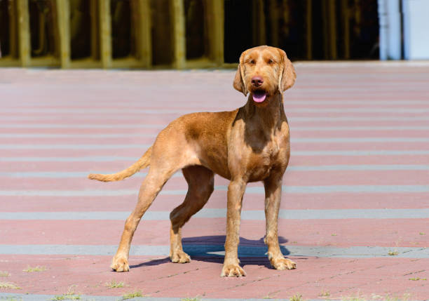 The Wirehaired Vizsla stands in the park.