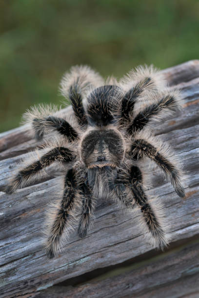 istock Large Curly Hair Tarantula (Brachypelma albopilosum) crawling on dead wood 874198096