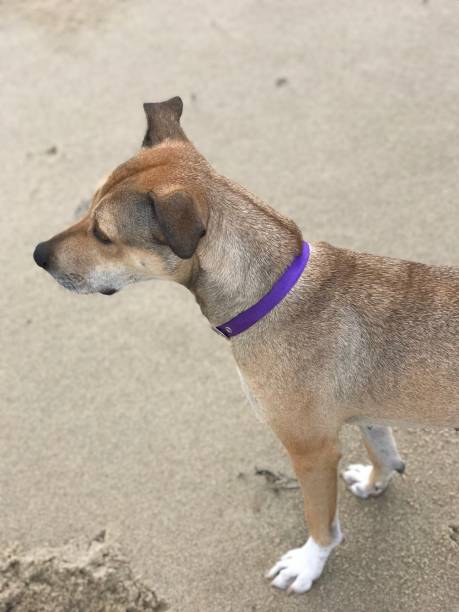 istock Aruban Cunucu rescue dog 874198118