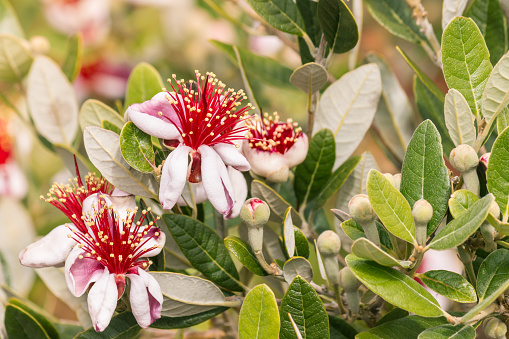 closeup of feijoa flowers and buds on feijoa tree