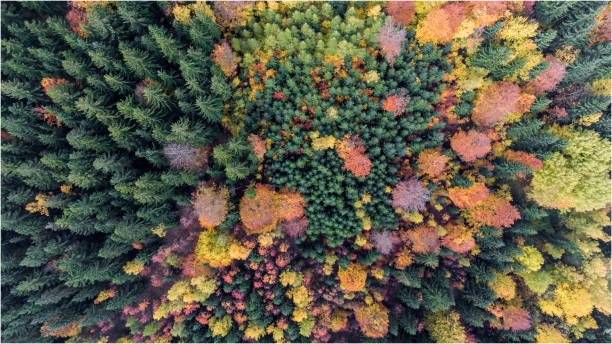 istock Aerial view to the autumn colored forest. 874204382