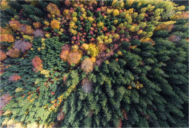 istock Aerial view to the autumn colored forest. 874204402