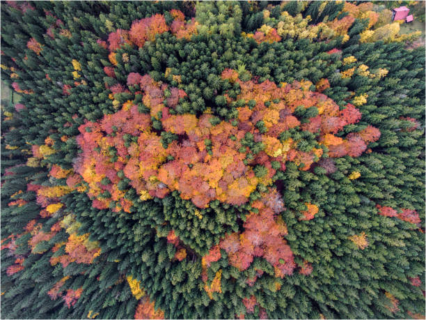 Aerial view to the autumn colored forest. Aerial view to the autumn colored forest. Czech Republic. baobab flower stock pictures, royalty-free photos & images