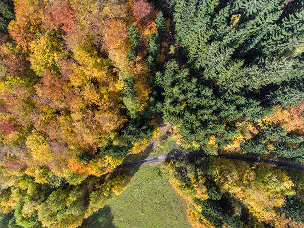istock Aerial view to the autumn colored forest. 874204418