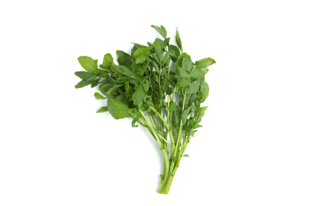 Watercress Watercress watercress stock pictures, royalty-free photos & images