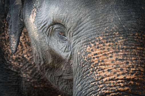 Elephants in Thailand standing around