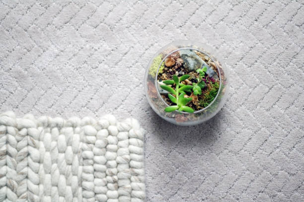 istock Terrarium on floor with area rug 874222286