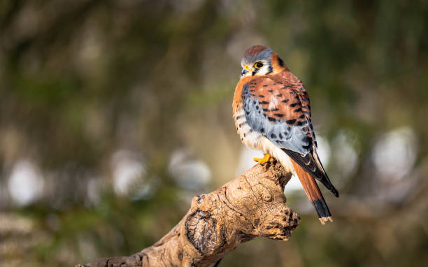 american kestrel - kestrel hawk beak falcon stock-fotos und bilder