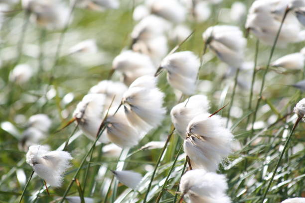 istock Plants/Flowers/Fruit/Fungus 874224670