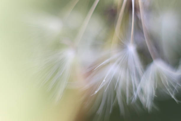 istock Plants/Flowers/Fruit/Fungus 874224756