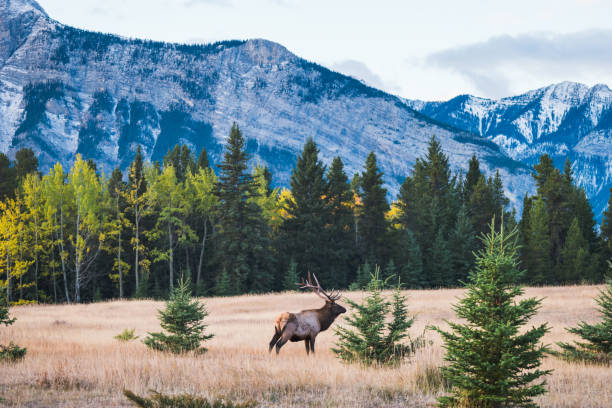 istock Male elk foraging in Banff national park 874225238