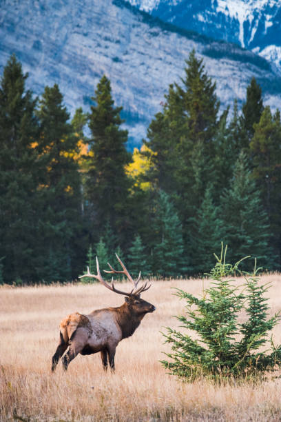 istock Male elk in Banff national park 874225592