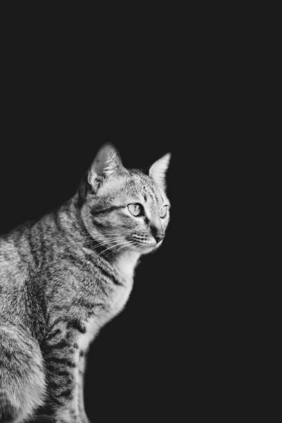 istock siamese cat in garden squinting at people 874228140